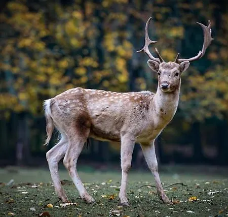 Serpins Estacao Al *